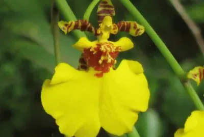 èŠ± jigsaw puzzle