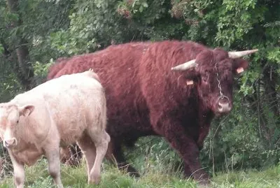 taureau Salers jigsaw puzzle