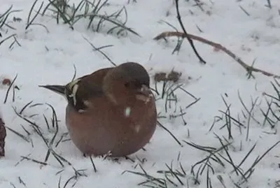 pinson dans la neige