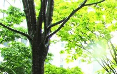 MARSU jigsaw puzzle