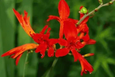 Flower jigsaw puzzle