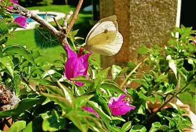 Flores y mariposa