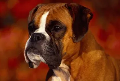 BOXER jigsaw puzzle