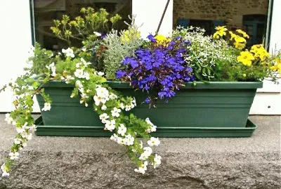 Maceta con flores