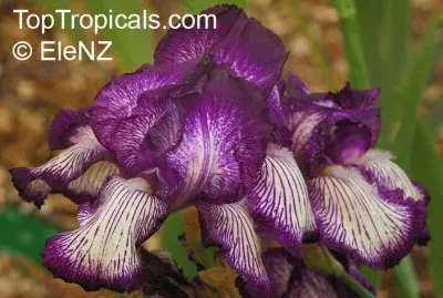 fleurs: Iris Cote d  'Or