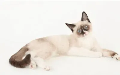 MARSU