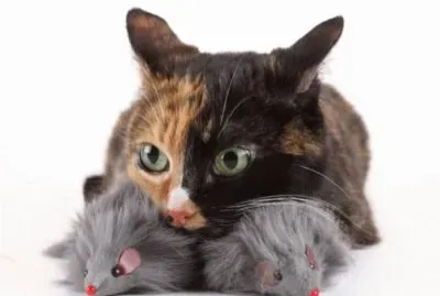 MARSU