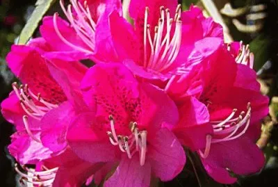 פאזל של Red Rhodedendron