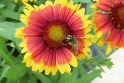 Fly and Flower