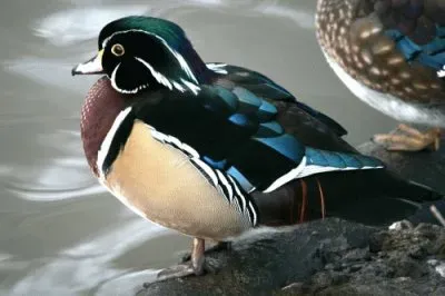 Wood Duck jigsaw puzzle