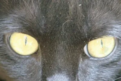 Cats Eyes