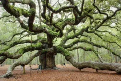 פאזל של General