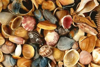 Seashells Atlantic Coast  Florida