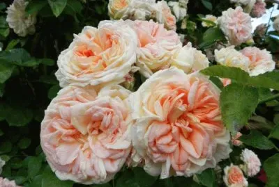 Beatiful Roses