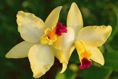 General jigsaw puzzle