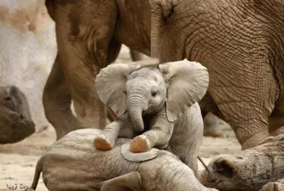 General jigsaw puzzle