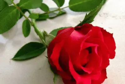 Rose jigsaw puzzle