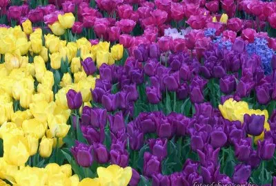 Tulipas roxas e amarelas