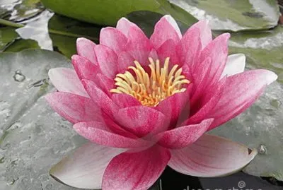 LÃ­rio de Ã¡gua jigsaw puzzle