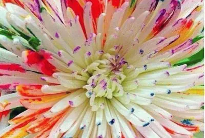 פאזל של Special Flower