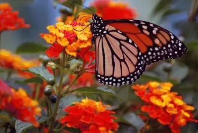פאזל של Butterfly
