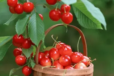 פאזל של Cherries