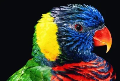 Rainbow Lorikeet