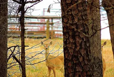 Deer jigsaw puzzle
