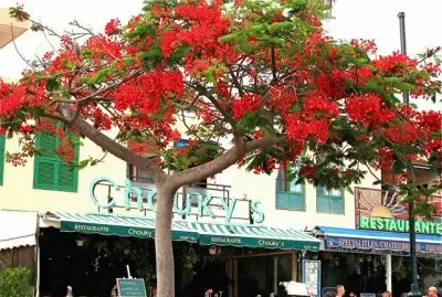 Un FlamboyÃ¡n en Tenerife