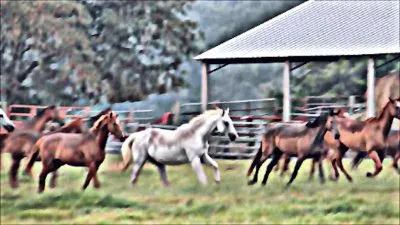 Running Horses jigsaw puzzle