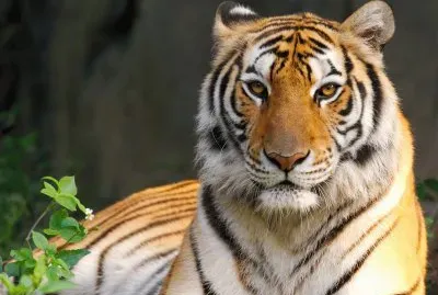 Sumatran Tiger