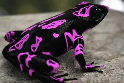 Clown Frog  Costa Rica