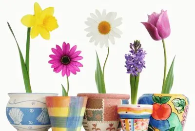 Spring Flowers in a Pot