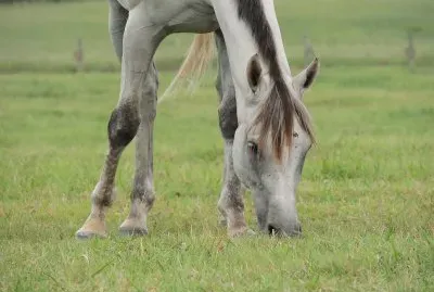 Horse Grazing