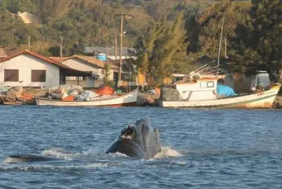 Baleia nas Margens do Canal - Laguna -SC