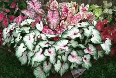 jardin