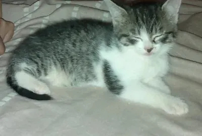 my little indian cat jigsaw puzzle