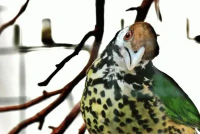 MARSU