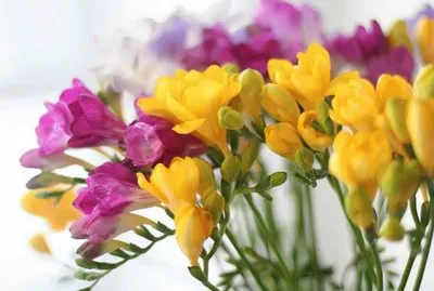freesias
