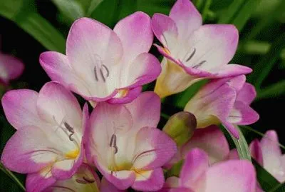freesia jigsaw puzzle