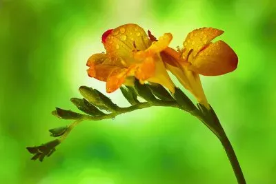 freesia jigsaw puzzle