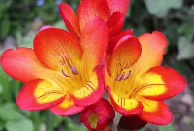 freesia