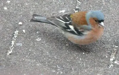 MARSU