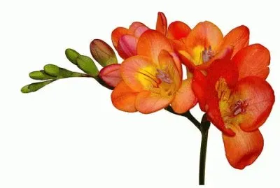 freesia
