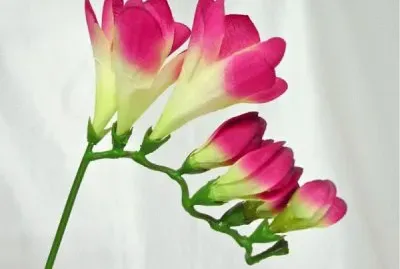 freesia