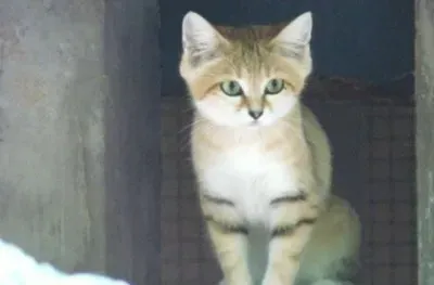 MARSU