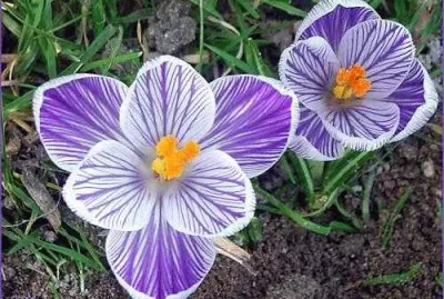 crocus