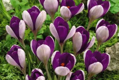crocus