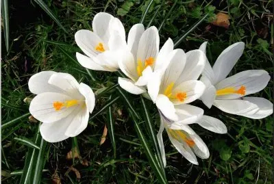 crocus