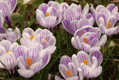 crocus